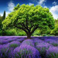 Lavender field with vibrant green tree under blue sky during daytime photo