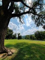 Serene landscape view of a lush green park with a large tree under bright clouds photo