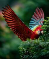 Colorful parrot spreads wings amidst lush green foliage in tropical setting photo