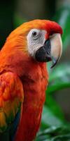 Brightly colored macaw perched among lush green foliage in a tropical setting photo