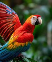 Colorful scarlet macaw perched on a branch in lush tropical foliage photo