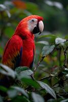 Vibrant red macaw perched among lush green foliage in the rainforest photo
