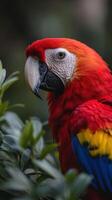 Colorful parrot perched among green foliage in a vibrant natural setting photo