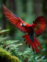 Scarlet macaw in flight over lush green foliage in a tropical rainforest photo