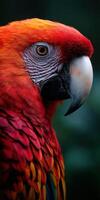 Colorful scarlet macaw perched in lush greenery during daytime photo