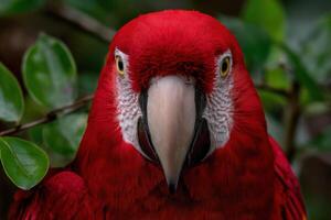 Vibrant red parrot perched on a branch in lush greenery photo
