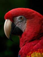 Vibrant scarlet macaw perched against a dark background in a tropical setting photo