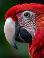 Vibrant red parrot perched close up with detailed features and captivating gaze photo