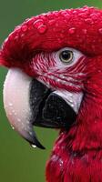Vibrant red parrot with water droplets on its feathers in a lush environment photo