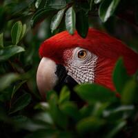 Vibrant red macaw peering through lush green foliage in a tropical environment photo