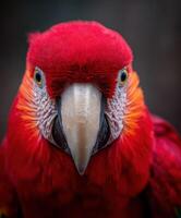 Vibrant red parrot displays striking features in lush surroundings photo