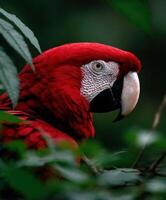Bright red parrot perched among lush greenery in natural habitat photo