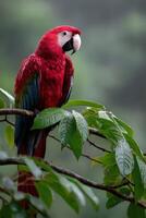Colorful macaw perched on a branch in a lush tropical rainforest photo