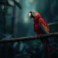Scarlet macaw resting on a branch in the lush rainforest during early morning photo