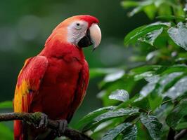Colorful parrot perched on a branch in a lush green forest during daytime photo