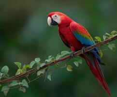 Bright red parrot perched on a branch in a lush tropical forest photo