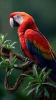 Colorful macaw perched on a branch in a lush rainforest setting photo