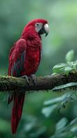 Vibrant red macaw perched on a lush green branch in a tropical forest photo