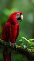 Vibrant red macaw perched on a mossy tree branch in a lush forest photo