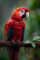 Vibrant macaw perched on a branch in a tropical rainforest setting photo