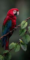 Vibrant red parrot perched on branch surrounded by lush green leaves photo