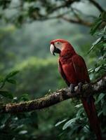 Scarlet macaw perched on a branch in lush tropical rainforest during midday photo