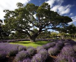 Majestic tree surrounded by blooming lavender flowers in a sunny park photo