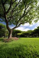 Beautiful green park with large trees and blooming flowers under bright sky photo