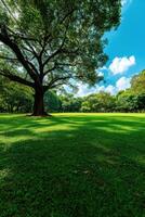 Lush green park under a bright blue sky with a large tree and fluffy clouds photo