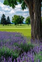 Lavender blooms frame a serene golf course under a clear sky photo