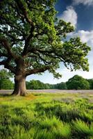 Lush green landscape under a bright sky with a large oak tree photo