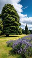 Lush green landscape featuring lavender fields under a bright blue sky photo