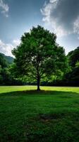 Serene green tree stands alone in a peaceful meadow under blue skies photo