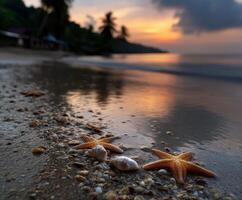 Sunset on a tranquil beach with starfish and seashells along the shore photo
