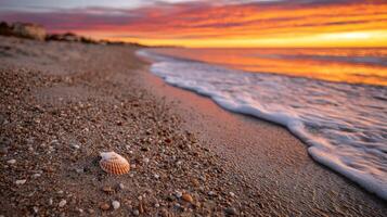 Coastal sunset with seashell on sandy shore during low tide photo