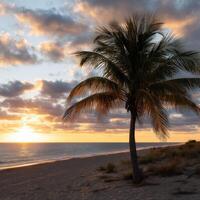 Sunset over peaceful beach with palm trees and golden skies photo