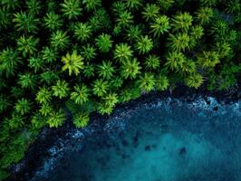 Lush palm trees lining a rocky coastline with clear turquoise waters photo