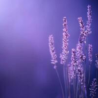 Lavender flowers in soft purple hues against a blurred background, evoking tranquility photo