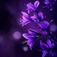 Vibrant purple flowers bloom against a soft, blurred purple background, creating a serene atmosphere photo