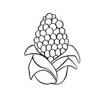 Corn cob image line outline hand made vector