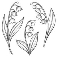 Elegant lily of the valley flower line art botanical illustration vector