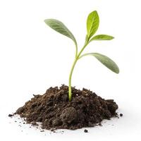 green trees isolated on white background. Different kinds of tree collection photo