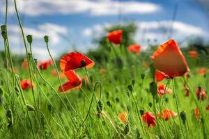 Closeup of red poppy flower petals under sunlight photo