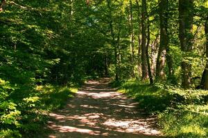 Leafy trail through a green forest with soft light photo