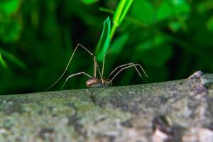 Harvestman spider on mossy wood in a summer forest photo