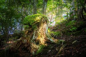 Mossy stump in forest photo