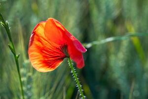 Macro view of a single red poppy flower standing out against a green background. photo