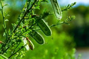 Flowering plant pod opening in a sunlit meadow photo