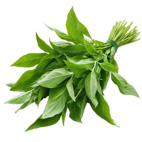 Fresh basil bundle tied on transparent Background png