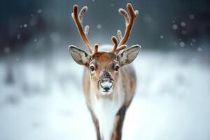 A reindeer with large antlers stands in a snowy forest, looking directly at the camera. photo